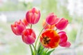 Yellow-pink tulip flowers Royalty Free Stock Photo