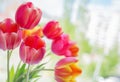 Yellow-pink tulip flowers Royalty Free Stock Photo