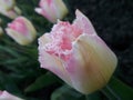 Yellow-pink Tulip. Royalty Free Stock Photo