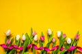 Yellow And Pink Tulip Spring Flowers, Ribbon, Yellow Background