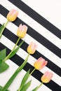 Yellow-pink tulips arranged diagonally on background of black and white lines. Floral concept Royalty Free Stock Photo