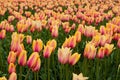 Yellow-pink tulips on the field