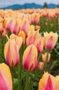 Yellow-pink tulips on the field