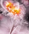 Yellow-pink  tulips. Floral background. Flowers in curls of smoke. Close-up. Royalty Free Stock Photo