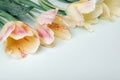 Yellow-pink tulips on light green background. Spring concept. Top view, copy space Royalty Free Stock Photo