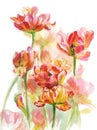 Yellow pink tulips Royalty Free Stock Photo