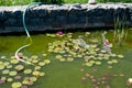 Yellow and Pink Water Lily on a Pond Royalty Free Stock Photo