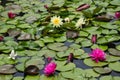 Yellow and Pink Water Lily Pond Royalty Free Stock Photo