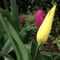 Yellow and pink wet tulip close up Royalty Free Stock Photo