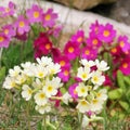 Yellow and pink wild primroses in the garden Royalty Free Stock Photo