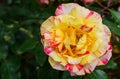 Yellow -Pinkish rose flowers in spring