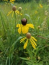 Yellow Pinnate Prairie Coneflower, Ohio