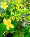 Yellow pinwheel flower in the garden Royalty Free Stock Photo