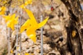 Yellow pinwheel in Sansuyu village, Icheon, Korea Royalty Free Stock Photo