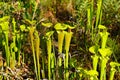 Yellow Pitcher Plant, Sarracenia flava, growing in North Carolina