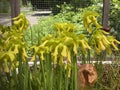 Yellow pitcherplant / Sarracenia flava / Yellow pitcher plants, Gelbe Schlauchpflanze or Planta carnÃÂ­vora amarilla