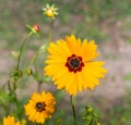 Yellow Plains coreopsis, garden tickseed, golden tickseed, or calliopsis Coreopsis tinctoria bloom Close up with red center Royalty Free Stock Photo