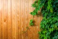 Yellow plank background with green ivy ocer, place Royalty Free Stock Photo