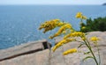 Yellow plant in Acadia National Park, Maine