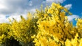 Yellow plant with blue sky background