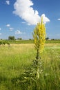 Yellow plant in field