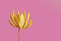 Yellow plant isolated on a pink background. Yellow flower. Artistic and beautiful flower photos for design needs