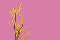 Yellow plant isolated on a pink background. Yellow flower. Artistic and beautiful flower photos for design needs