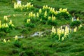 Yellow plant Rheum alexandrae Growing in Sichuan Grassland Royalty Free Stock Photo