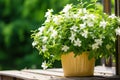 Yellow planter with white flowers Royalty Free Stock Photo