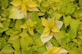 Yellow Plants
