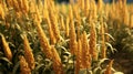 Photorealistic Sorghum Grass Field Texture For Landscape Design