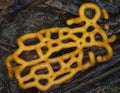 Yellow plasmodiocarp fruit body of a slime mold Hemitrichia serpula