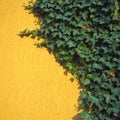 yellow plastered wall half covered in dark green ivy on a sunny day. Half wall half ivy leaves Royalty Free Stock Photo