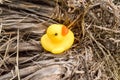 Yellow plastic duck doll on dry grass