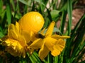 Yellow plastic nylon Easter egg hidden between daffodils