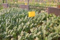 Yellow plate insecticidal in a greenhouse Royalty Free Stock Photo