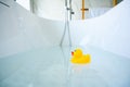 Yellow playful rubber duck float in the bathtub. Kids bath time concept. Funny toy for kits Royalty Free Stock Photo