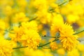 Yellow Pleniflora Blooming Royalty Free Stock Photo