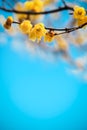 Yellow plum blossom in winte Royalty Free Stock Photo