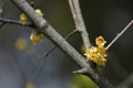Yellow plum blossoming on the branch