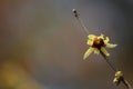 Yellow plum blossoming on the branch