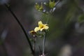 Yellow plum blossoming on the branch