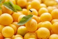 Yellow plum mirabelle close-up. Summer fruit season.harvest