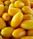 Yellow plum tomatoes Royalty Free Stock Photo