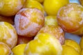 Yellow plum variety on the French market