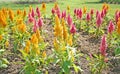 Yellow Plumed Celusia Flowers Royalty Free Stock Photo