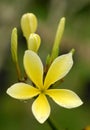 Yellow plumeria