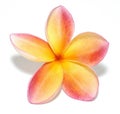 Yellow plumeria Royalty Free Stock Photo