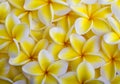 Yellow plumeria blossoms Royalty Free Stock Photo