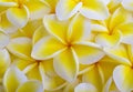 Yellow plumeria blossoms